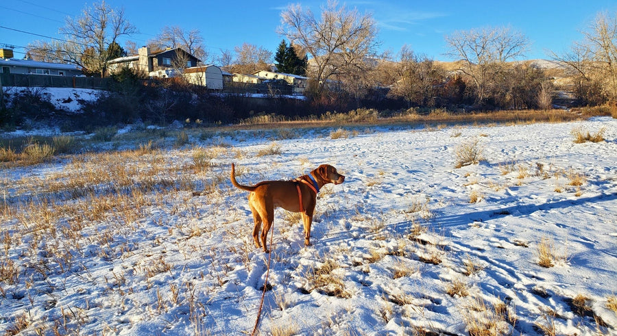 Rowan, an apricot colored mixed breed dog, on long line in a neighborhood hiking trail lightly covered in snow.