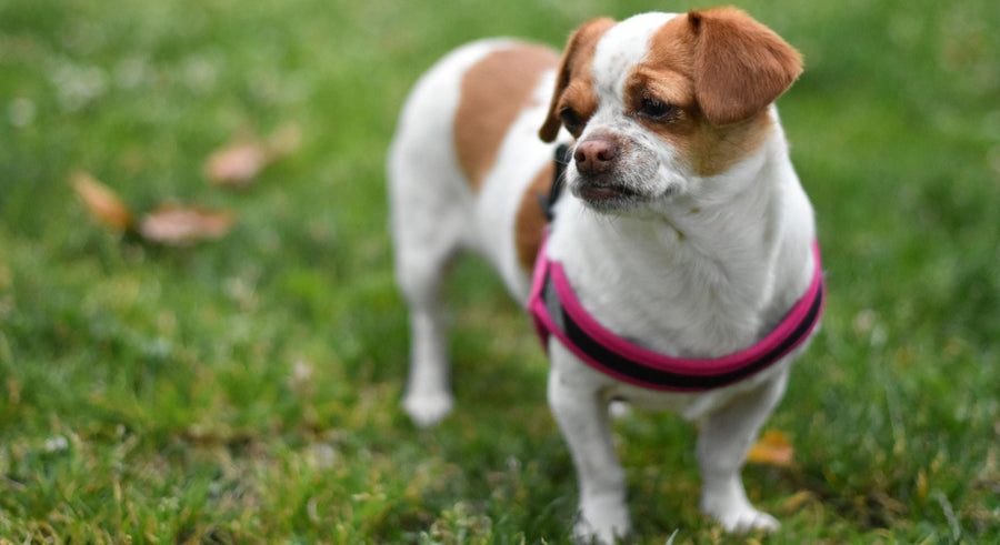 brown and white dog looking very unhappy in a harness that doesn't fit well and inhibits movement.