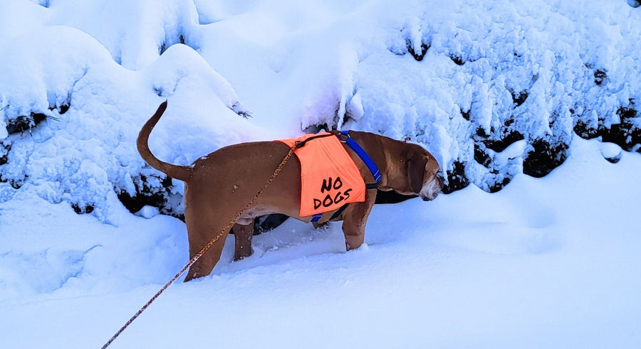 An apricot colored short hair dog wearing a bright orange vest with the text no dogs.