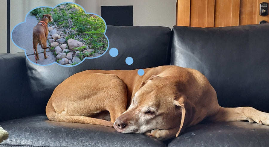 An apricot colored mixed breed dog sleeping, dreaming of himself on the perfect dog walk.