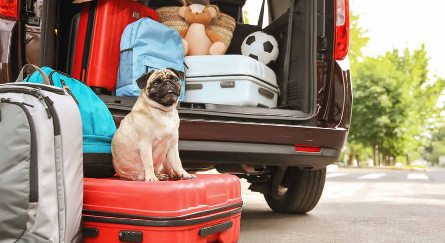 stock image of the back of an SUV open with luggage inside and on the ground, a tan pug with black face is sitting on a red suitcase ready to travel with their guardians.