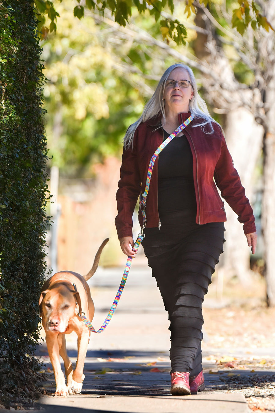 Apricot colored large dog sitting on sidewalk in the background with a closeup view of the black leash belt and purple braided paracord leash that the dog is connected to.