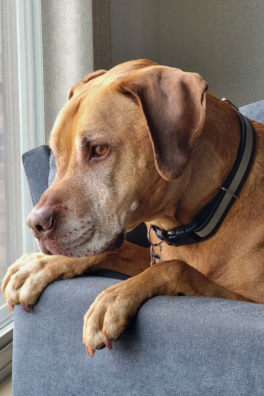 Dog Collars