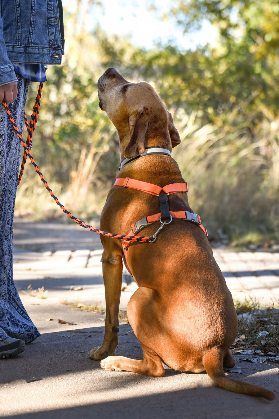 Dog Harnesses