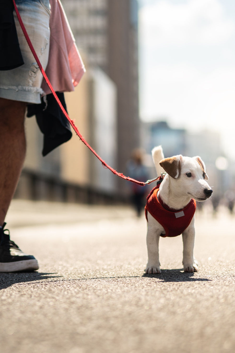 Hands Free Leashes for Small Dogs