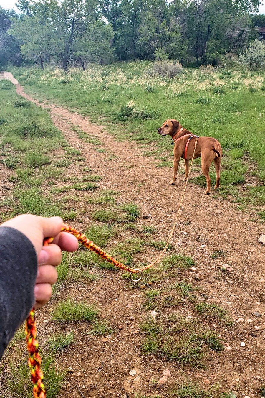 Hiking & Training Leashes