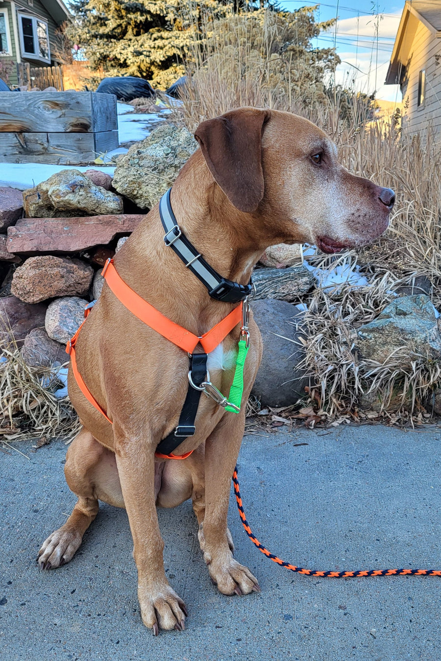 large apricot colored dog sitting with an orange harness connected to his black collar by neon green backup strap.