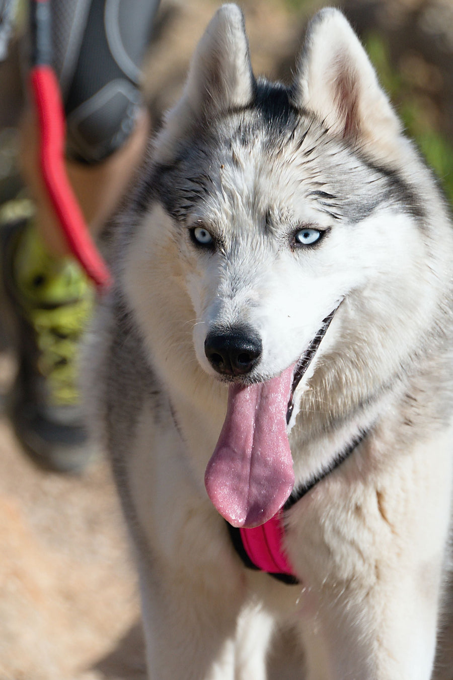 Image of a husky in a red harness, with a red bungee leash.