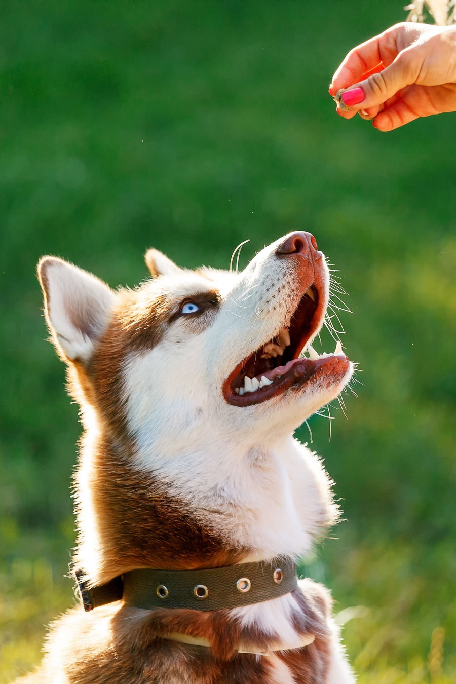 young husky dog in training who is sitting and looking up at his guardian who is holding a treat.