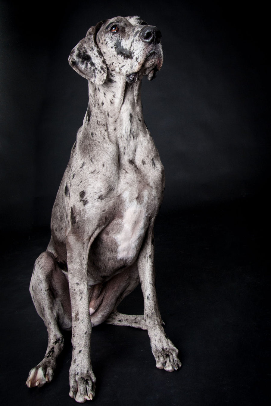 Equipment for dogs over 100 pounds shows a black spotted gray and white great dane sitting and looking up.