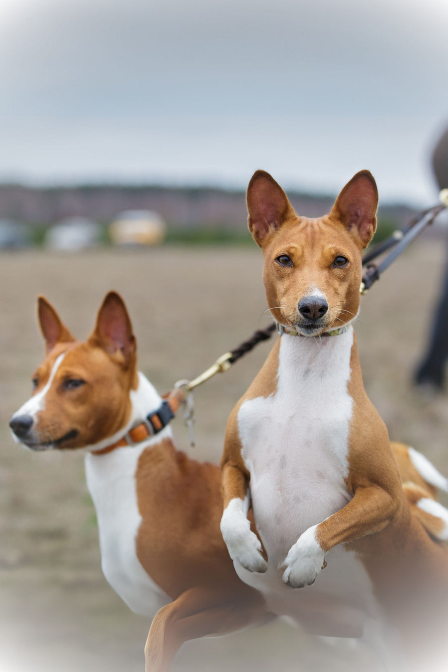 two medium size dogs on a leash coupler.