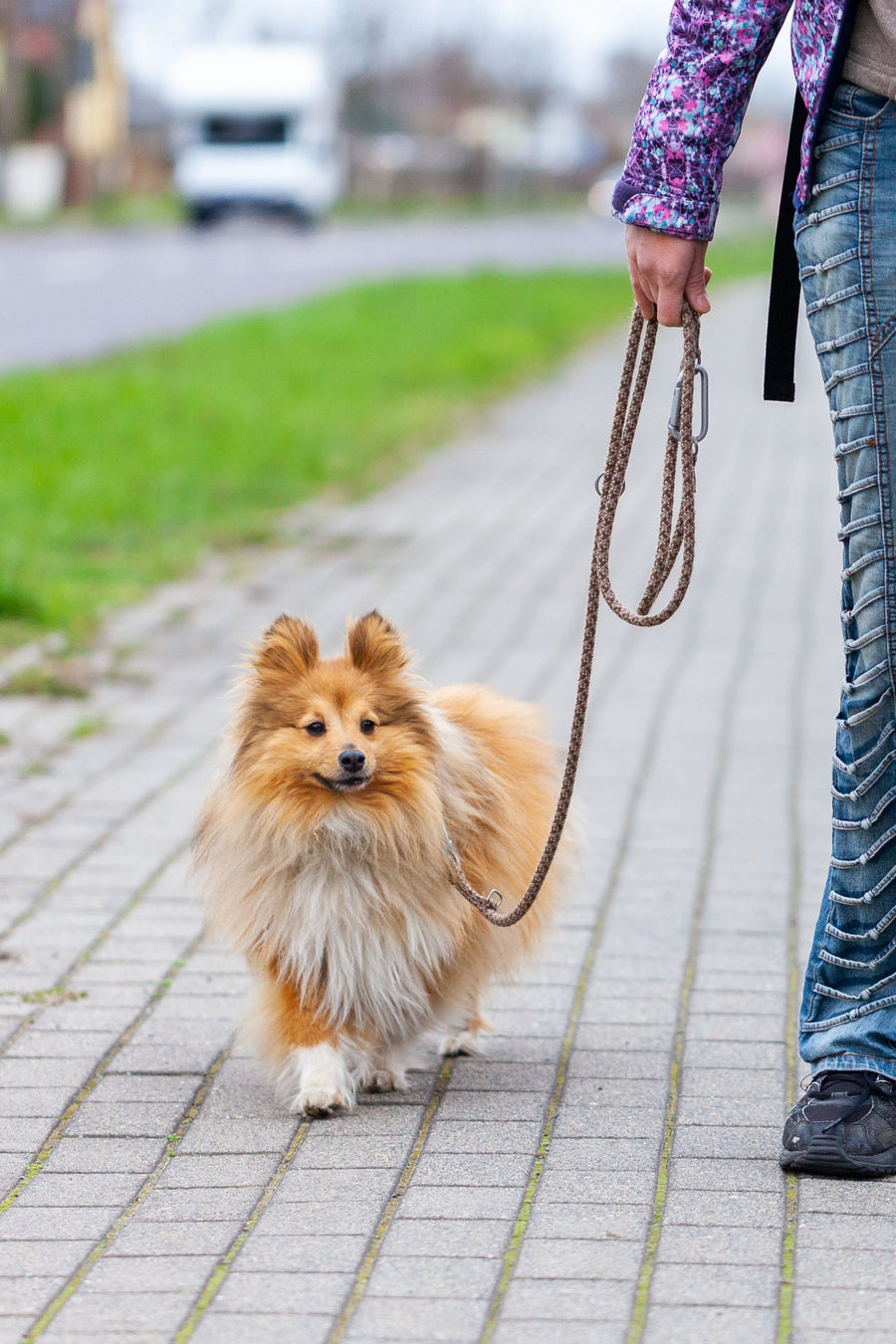 Handheld Leashes for Small Dogs