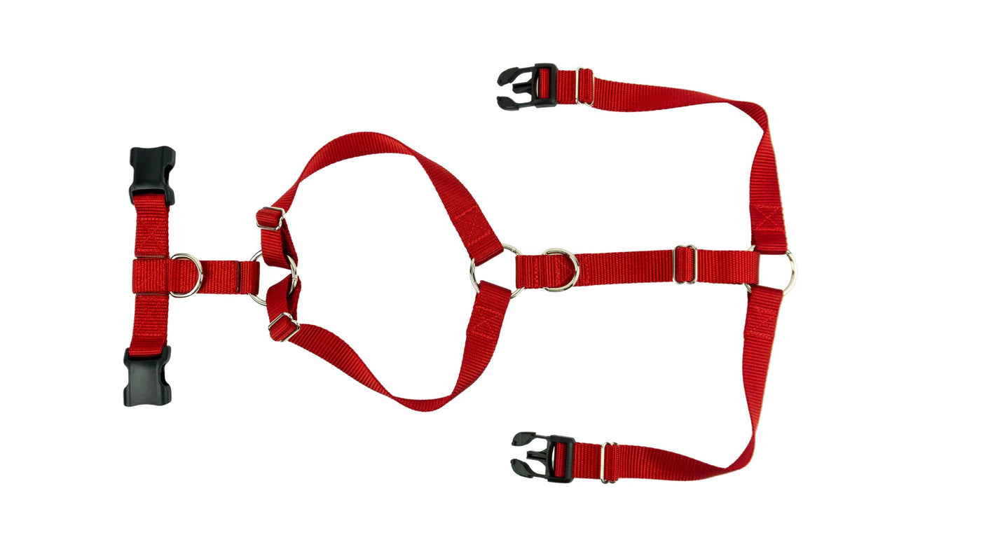 Custom dog harness in red with plastic buckles.