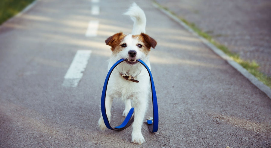 jack russell dog prancing down an asphalt bicycle lane towards the viewer, with a blue leash in his mouth