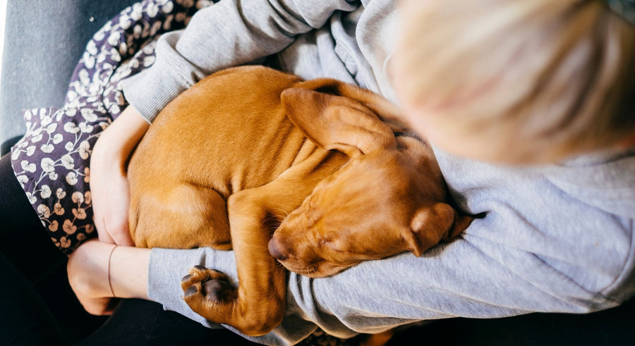 Develop a Better Relationship with your Dog