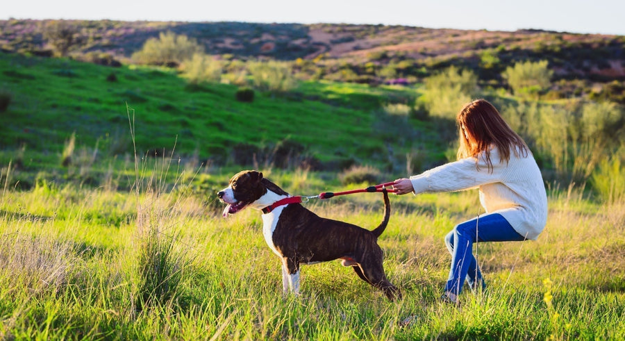 brindle and white pit bull type dog pulling hard on a leash.