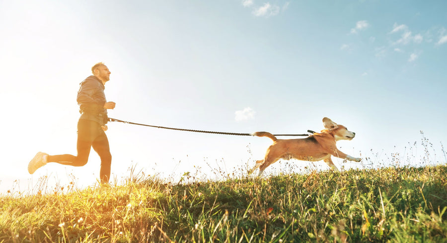 Sunny image of a male jogger running with his cream colored dog ahead of him on a harness and leash.