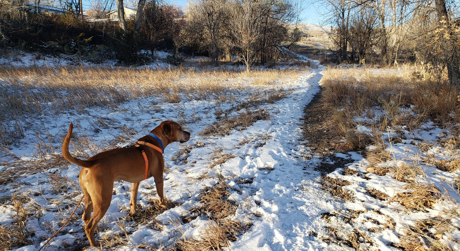 Rowan, an apricot colored mixed breed dog, on a neighborhood hiking trail lightly covered with snow.