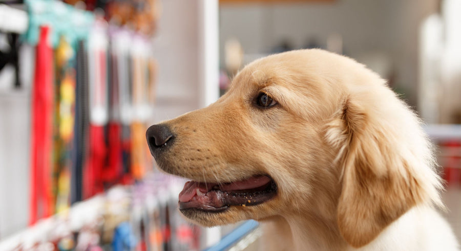 young golden retriever sitting in front of a wall of leashes at a pet store, trying to decide on the best leash for dog training.