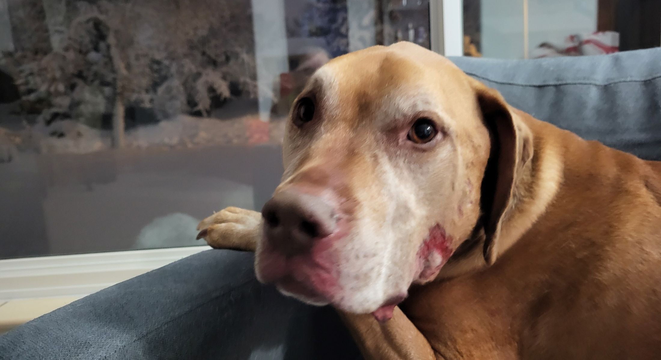 apricot colored dog sitting on the couch looking at the photographer with a sad expression, dried blood is on his jaw after being attacked by a loose dog.