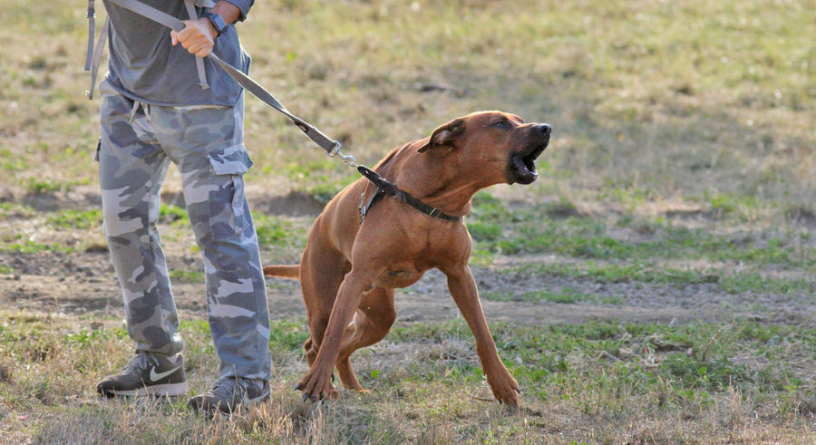 Understanding your Exceptional Dog's needs