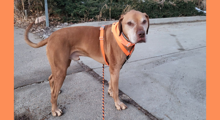 apricot colored mixed breed dog in an orange collar and bandana turned sideways looking back at their guardian while on a neighborhood walk.