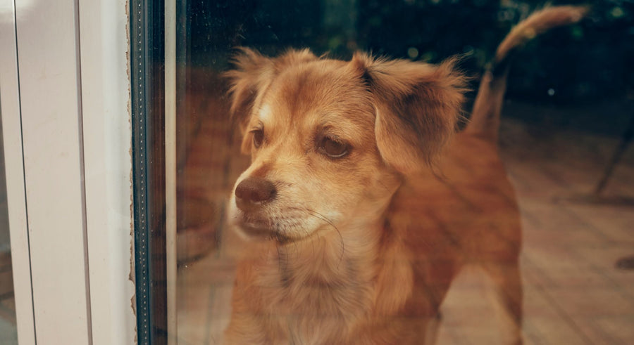 scruffy brown dog looking outside standing at a glass door.