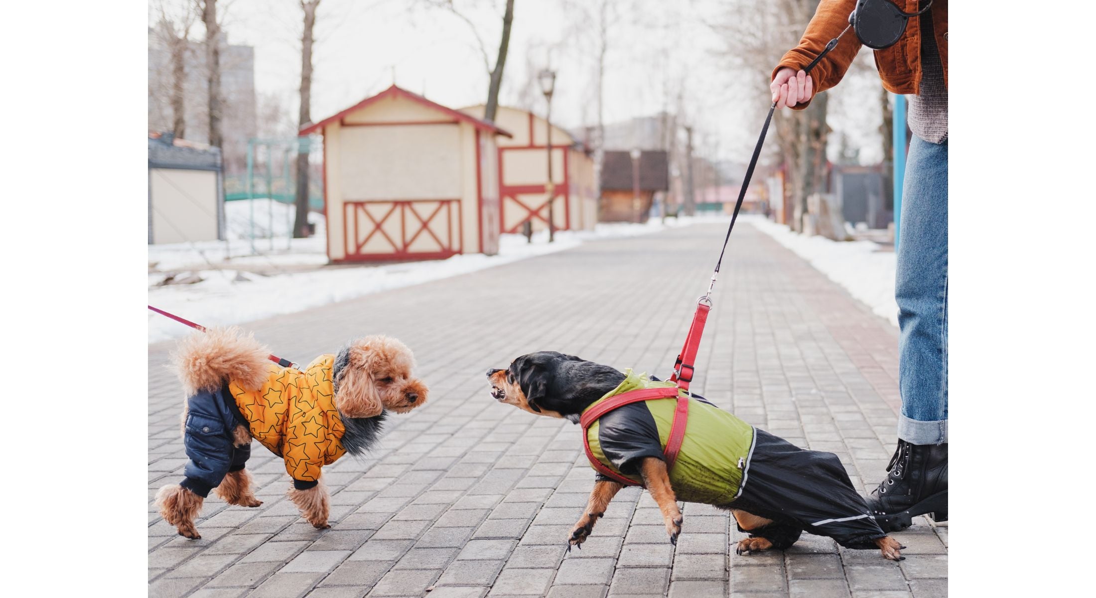 an apricot poodle being confronted by another similar size black and brown dog that is lunging and growling at the poodle.
