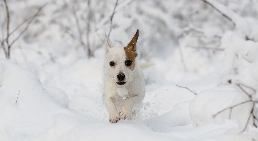 Brown and white jack russell terrier dog that looks similar to the one that attacked Rowan. This dog is shown running through the snow with snow covered bushes behind him.