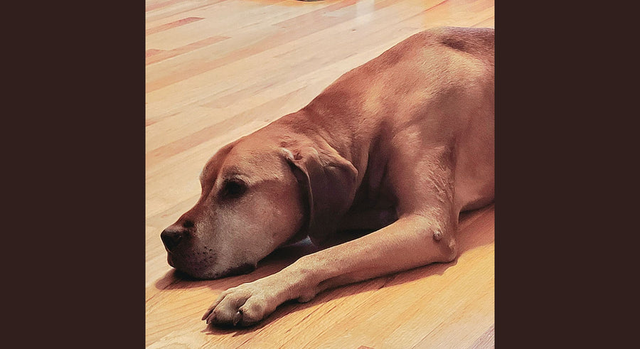 sad dog laying on a wood floor