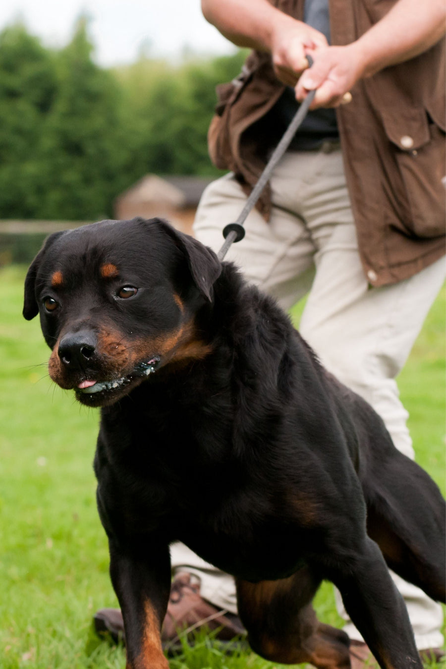 large rottweiler dog pulling on a leash with their human barely able to hang on with both hands.