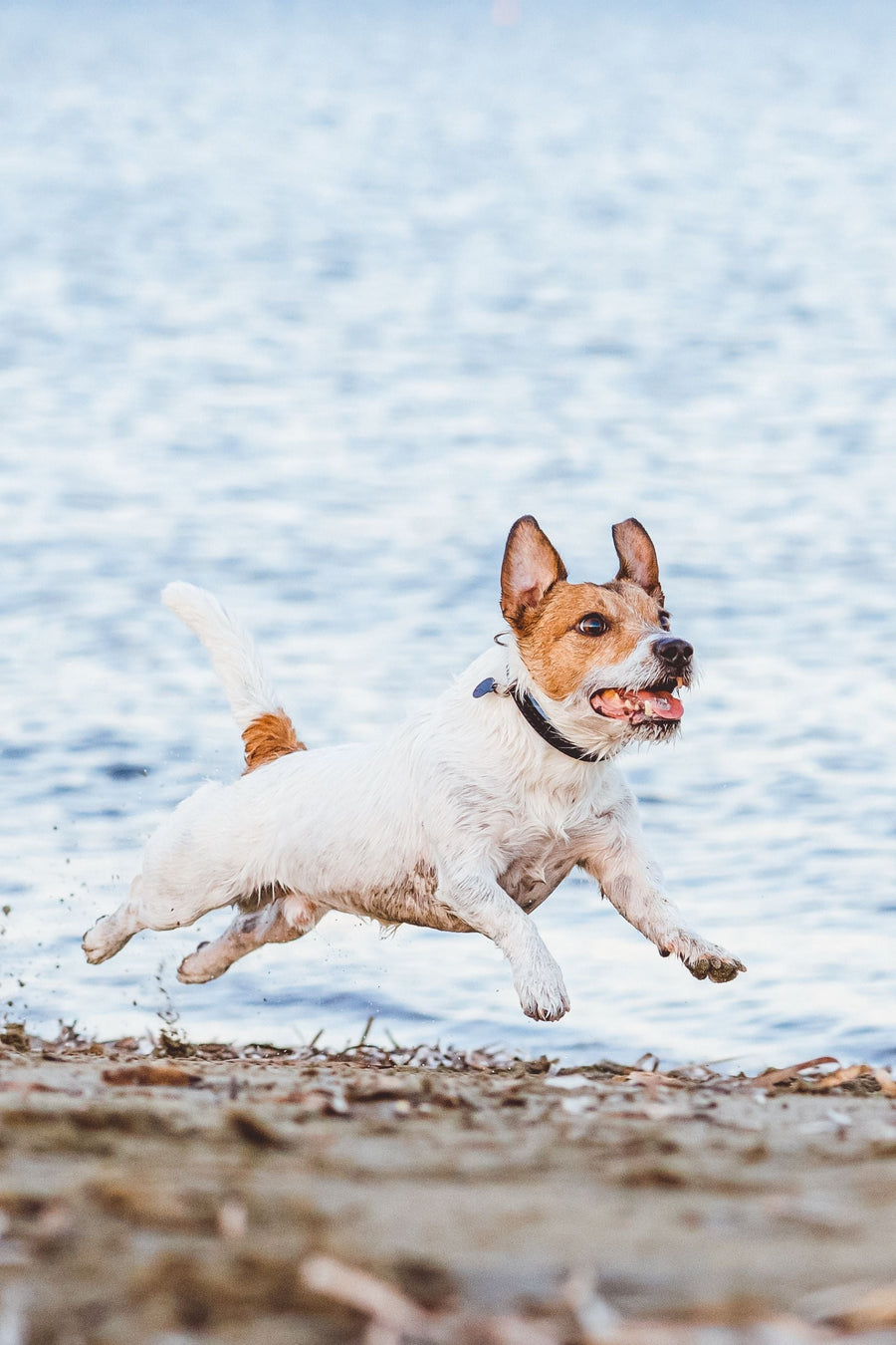Equipment for dogs with a strong predatory drive shows a jack russell terrier running along the beach in pursuit of a bird that is off-screen.
