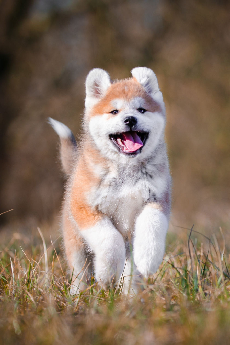 Equipment for puppies, showing a happy brown and white husky puppy running towards the photographer.