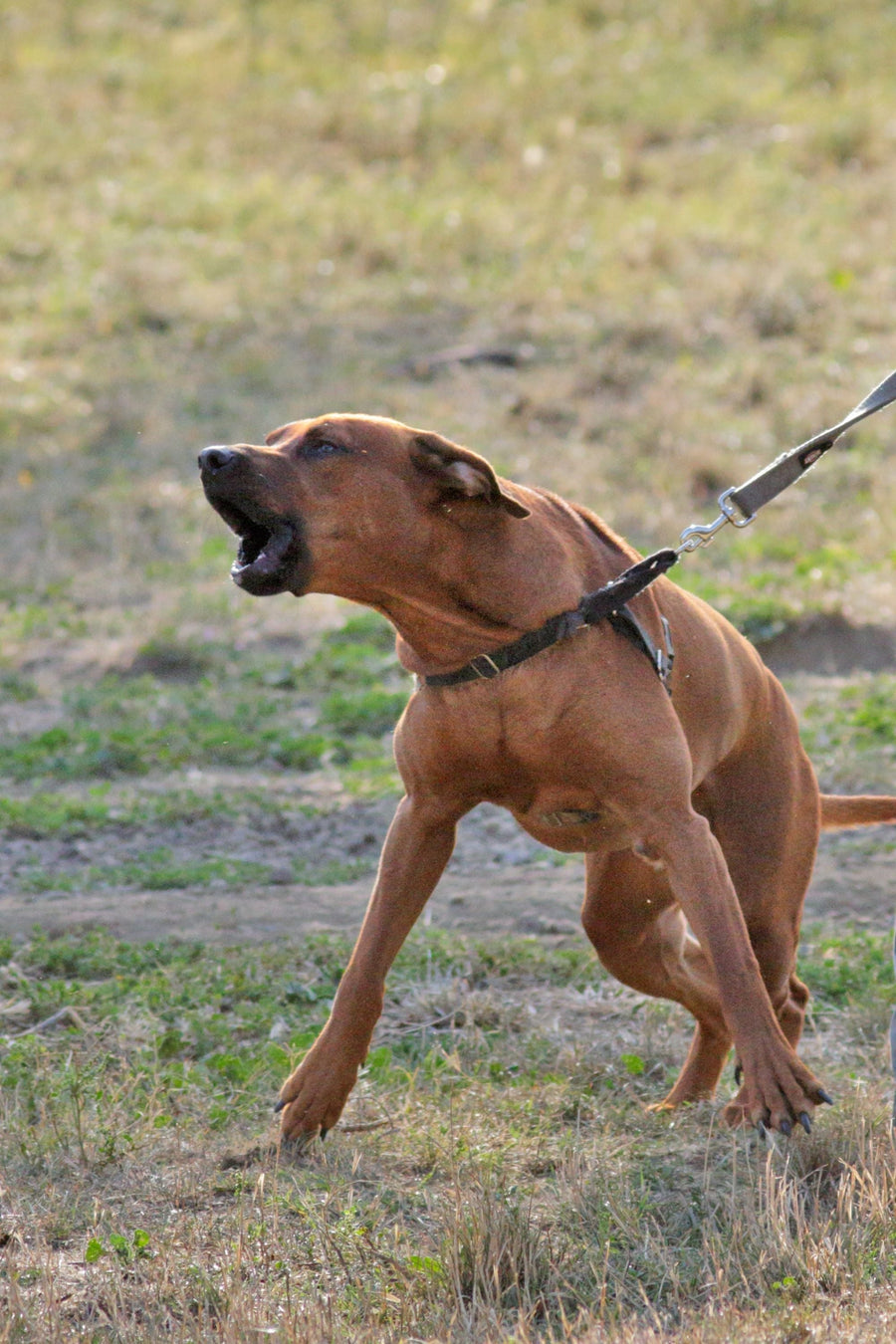 large brown reactive dog lunging and pulling on the leash, barking at an unseen trigger.