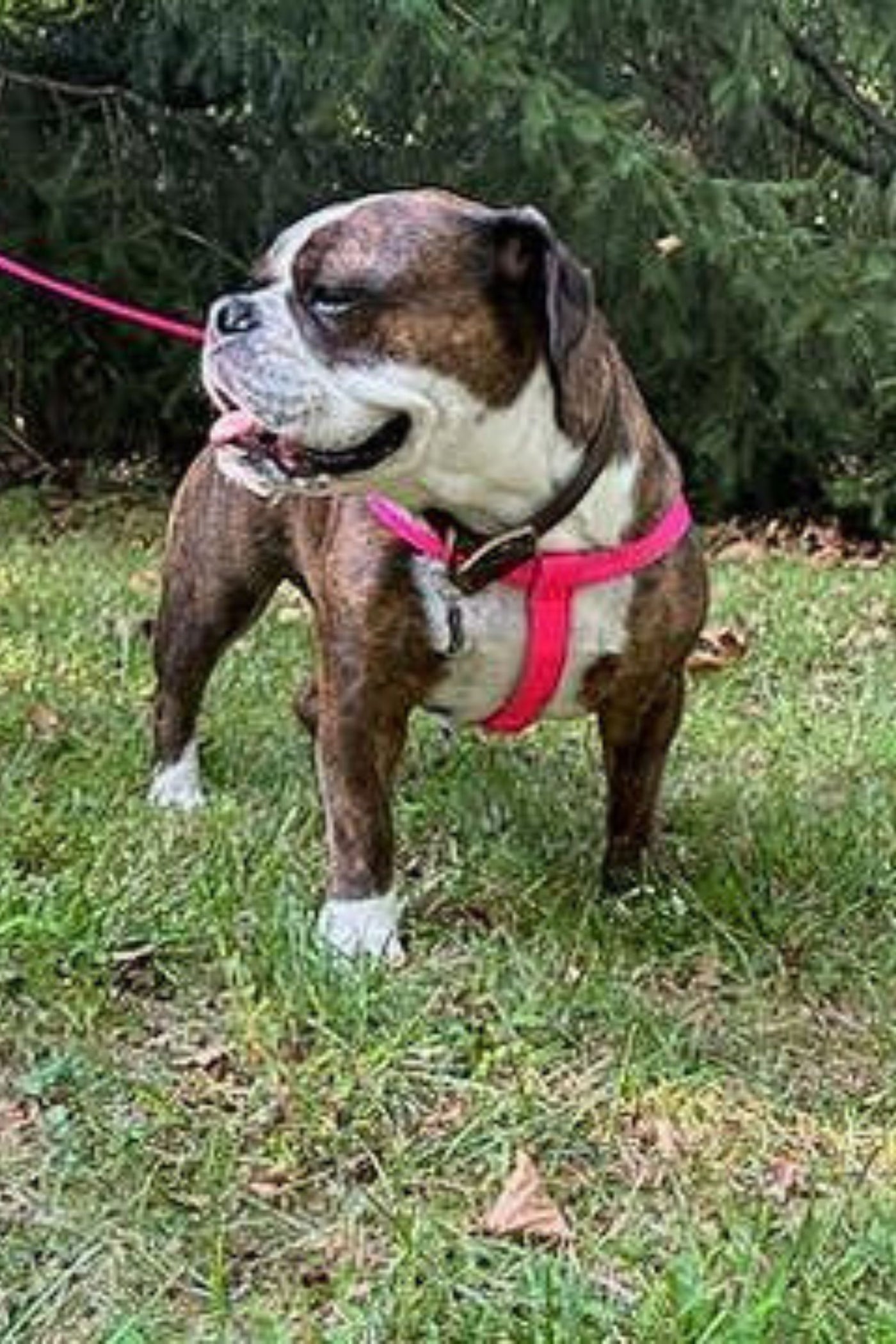 Step-in Dog Harness