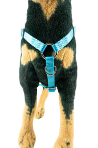 front view of y front dog harness in light blue on a dog mannequin