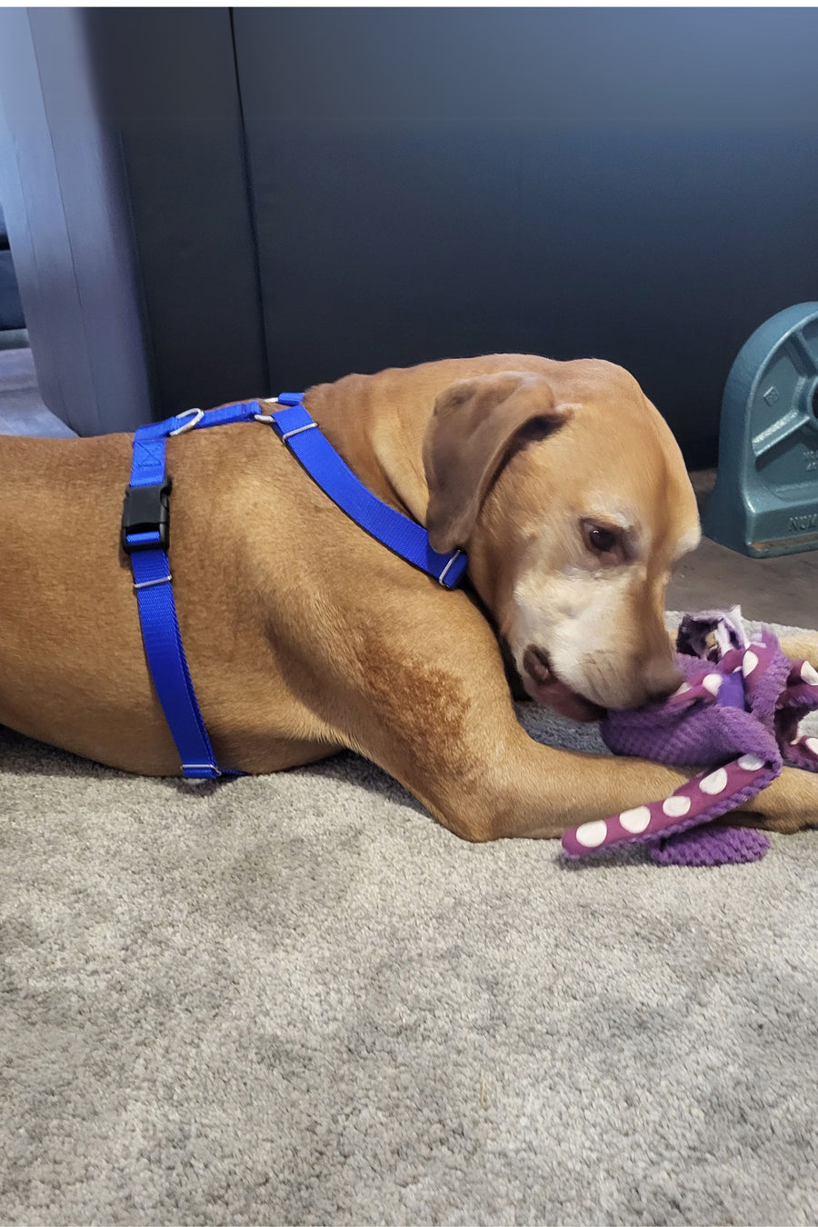 Large dog wearing a royal blue webbing harness with plastic buckles.