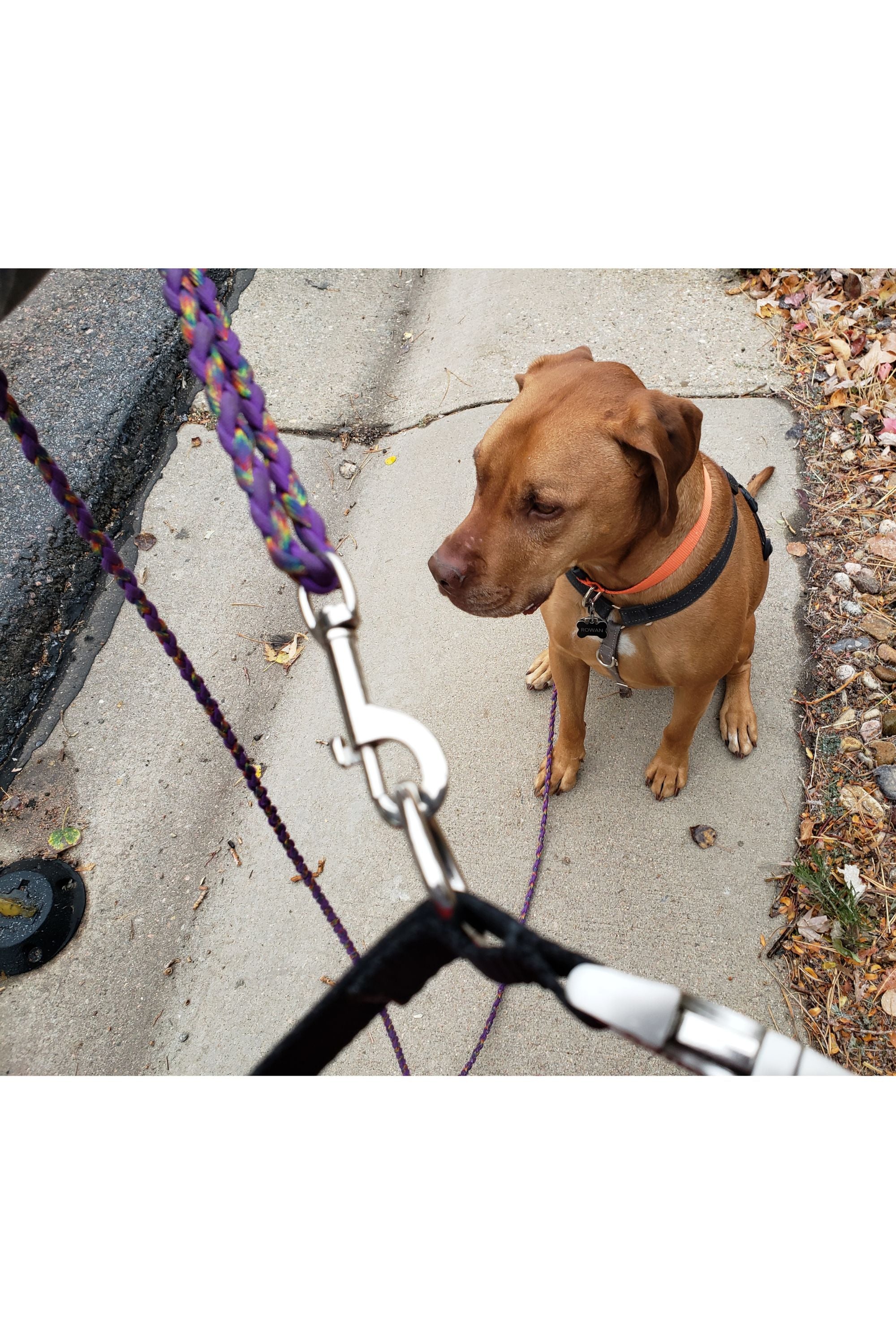 Diy hands free dog leash best sale