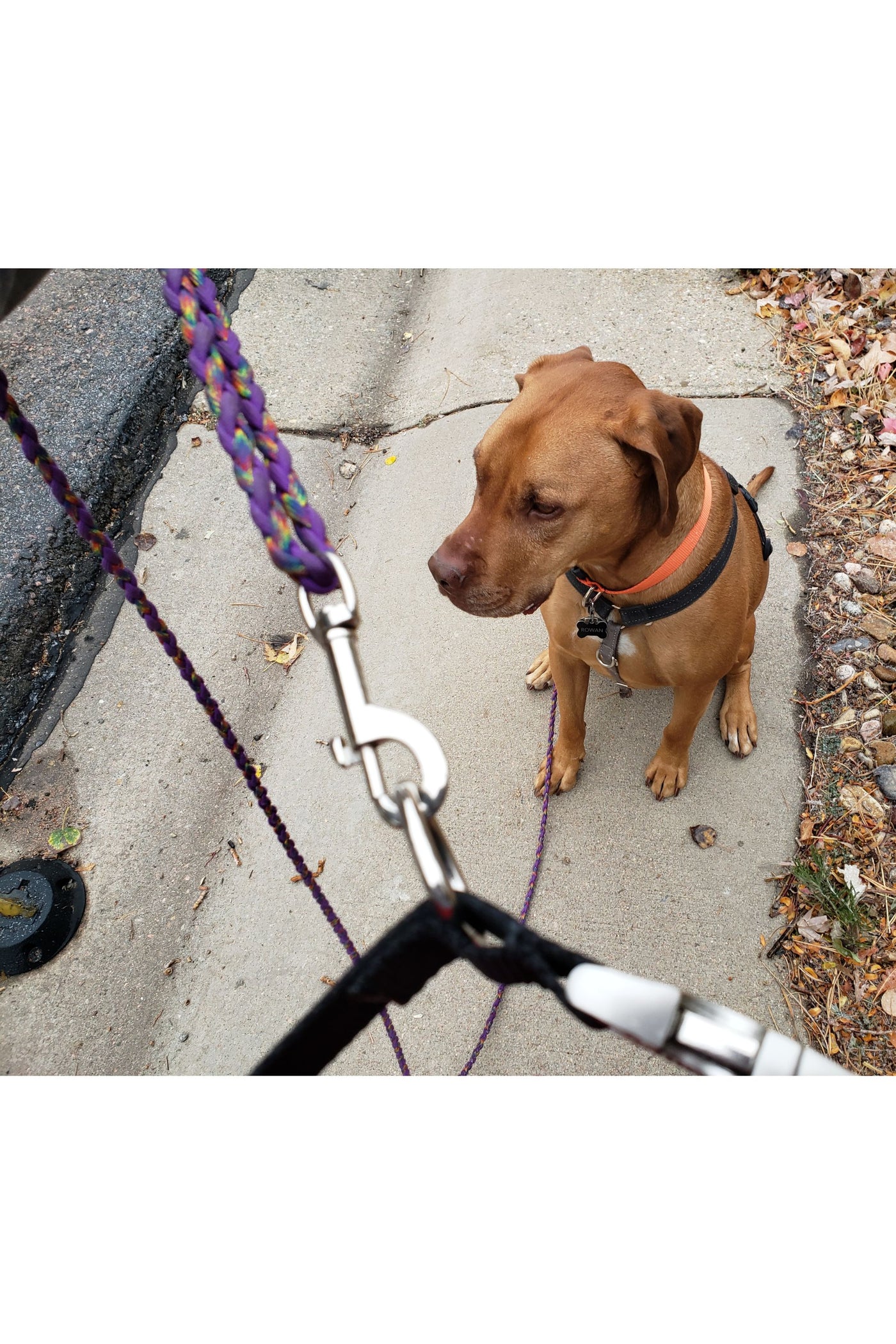An apricot colored dog sitting in the background while the dog walker holds up the end of the leash connected to the waist belt for a close up photograph.