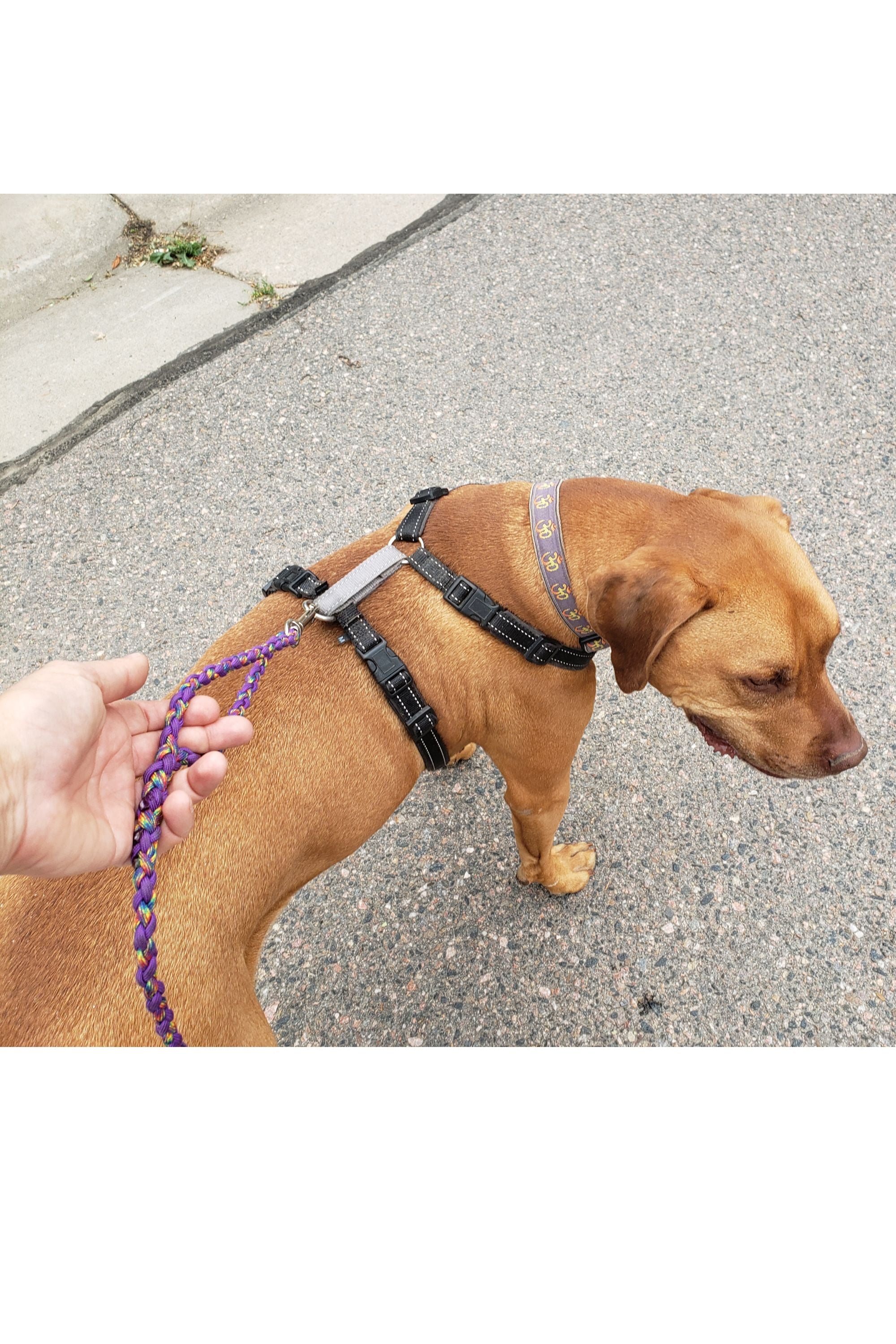 Apricot colored dog in a harness, showing the purple leash clipped onto the back connection point of the harness and the dog walkers hand is holding the loop at the dog end of the leash.