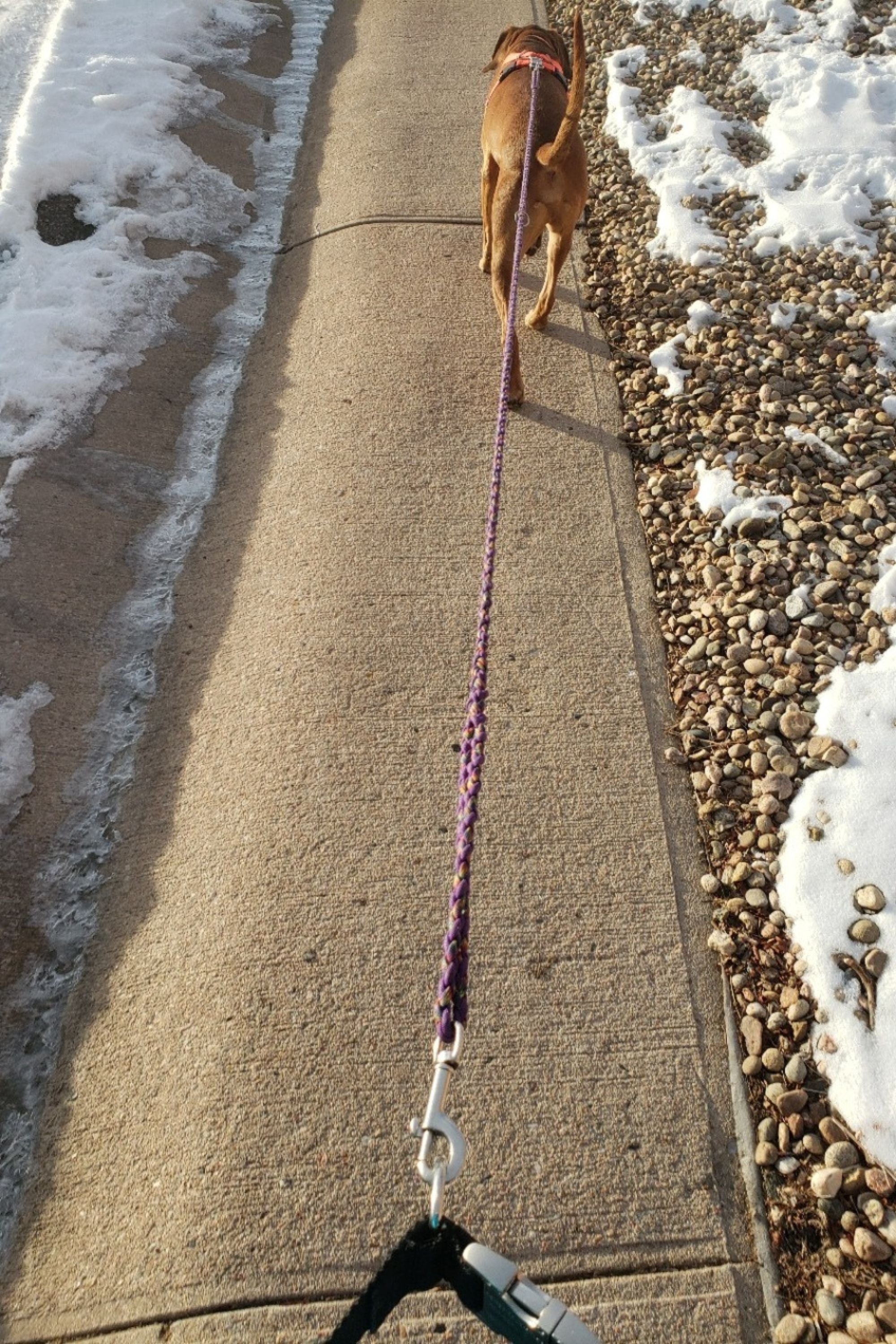 Photo of a dog walking at the end of a purple and rainbow paracord leash that also shows the hardware clipped to a leash belt at the human end.