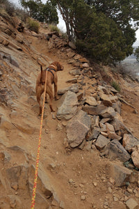 Rowan hiking up a rocky steep trail on an adjustable long line.