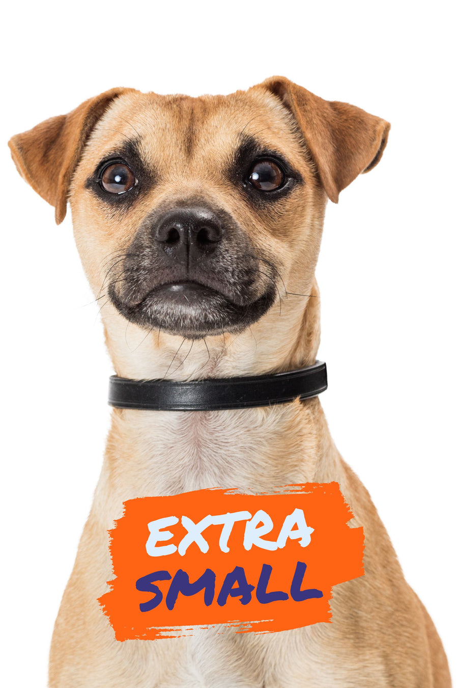 Martingale Buckle Collar | Extra Small Dogs