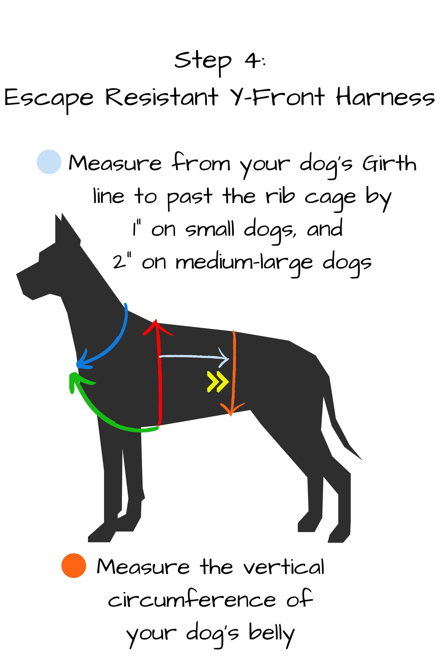 Step 4 measure from your dog's girth line to past the rib cage by one inch on small dogs and two inches on medium to large dogs. measure the vertical circumference of your dog's belly at this point.