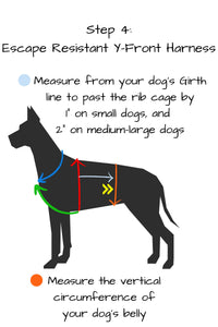 Step 4 measure from your dog's girth line to past the rib cage by one inch on small dogs and two inches on medium to large dogs. measure the vertical circumference of your dog's belly at this point.