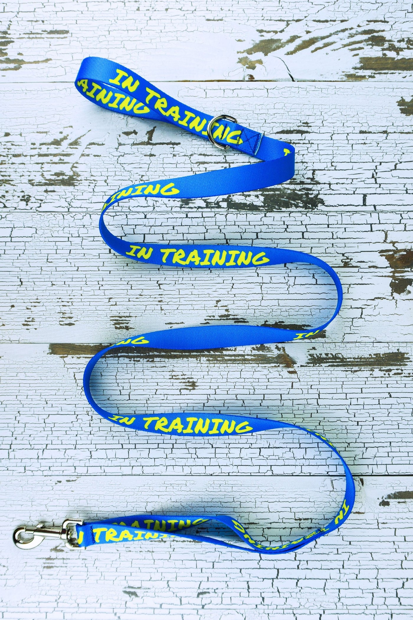 The six foot leash in blue with in training message is shown here with the traffic loop at the 12 inch location and a snap bolt hardware selection. The loop handle has a fixed d ring next to the handle as standard on these leashes.