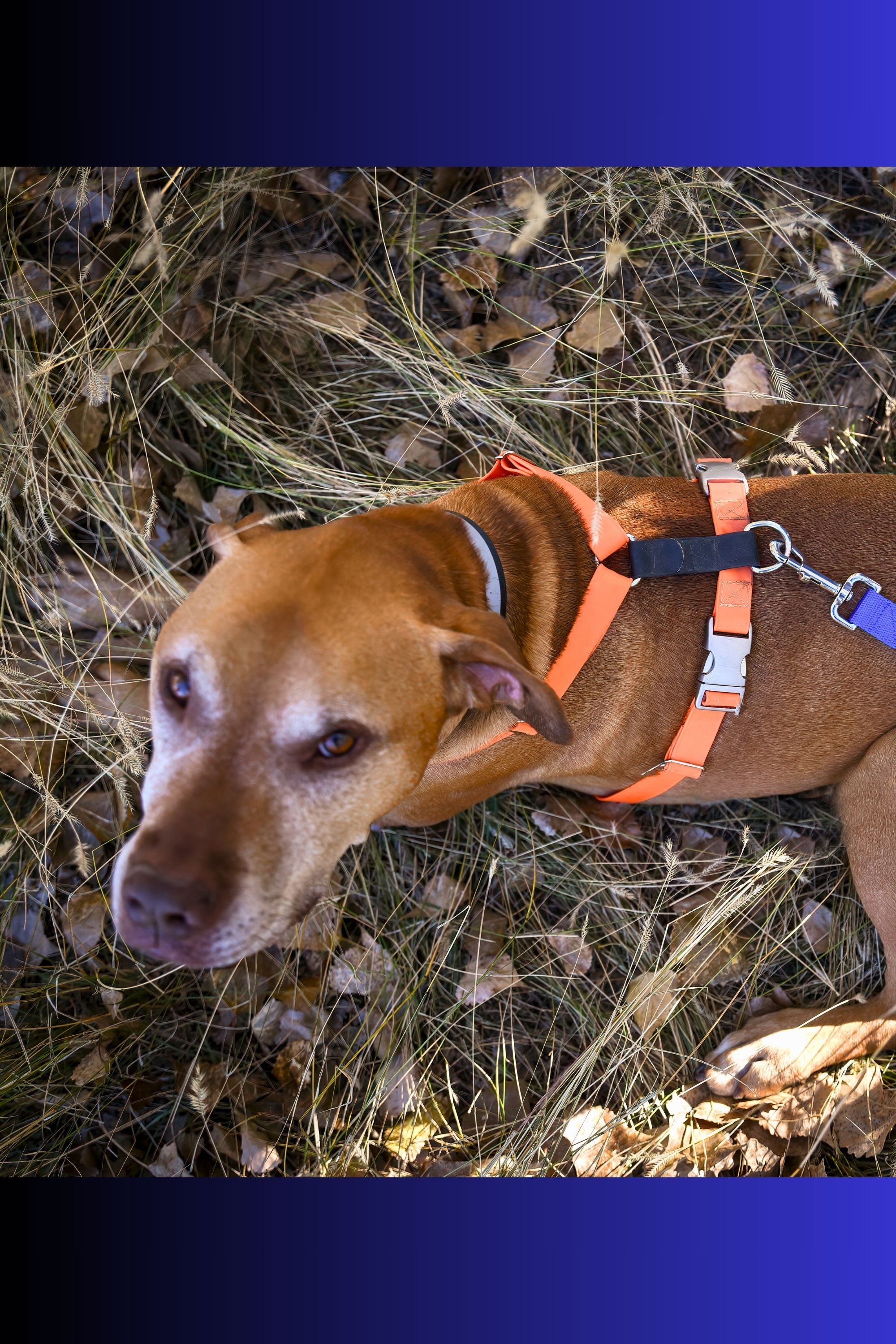 Best harness 2025 for fearful dog